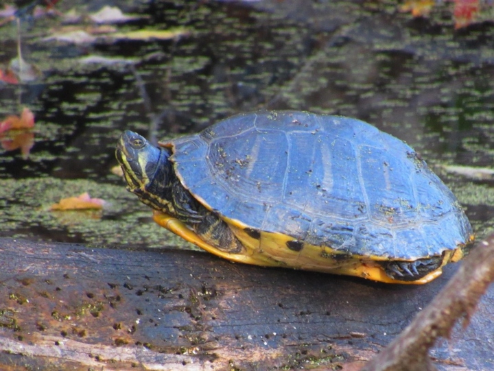 Yellow-Bellied Slider